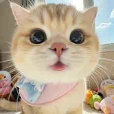 Thích ăn mochi